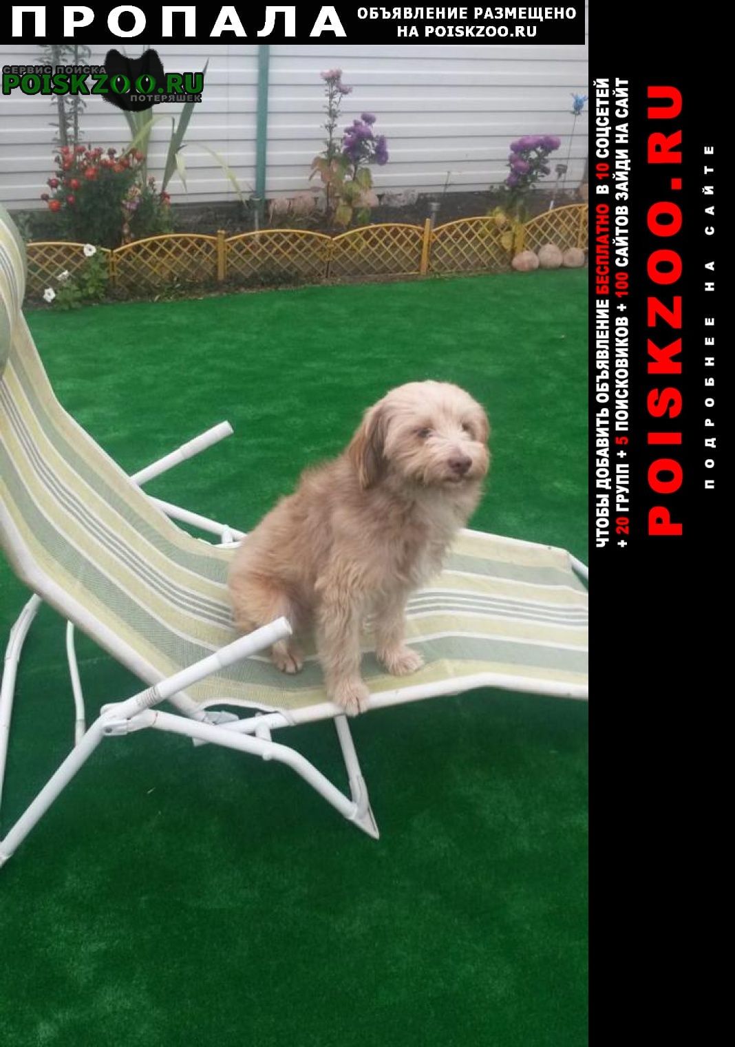 ПРОПАЛА СОБАКА КОБЕЛЬ. ПЯТИГОРСК - PREMIUM-Объявление ⭐ Контакты по ...