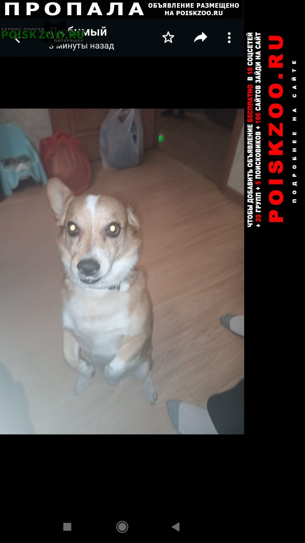ПРОПАЛА СОБАКА КОПЕЙСК | "ДОБАВИТЬ ОБЪЯВЛЕНИЕ БЕСПЛАТНО: (в 10 соцсетей ...