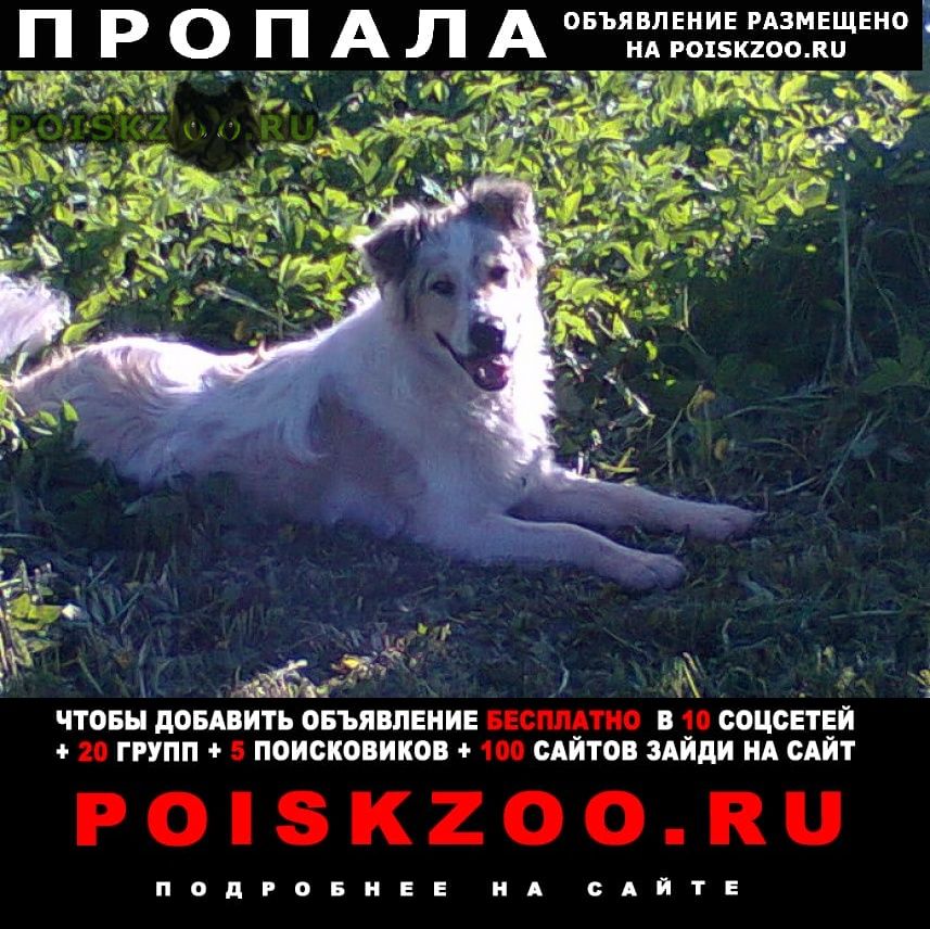 ПРОПАЛА СОБАКА КОБЕЛЬ ТВЕРЬ - PREMIUM-Объявление ⭐ Контакты по ссылке ...